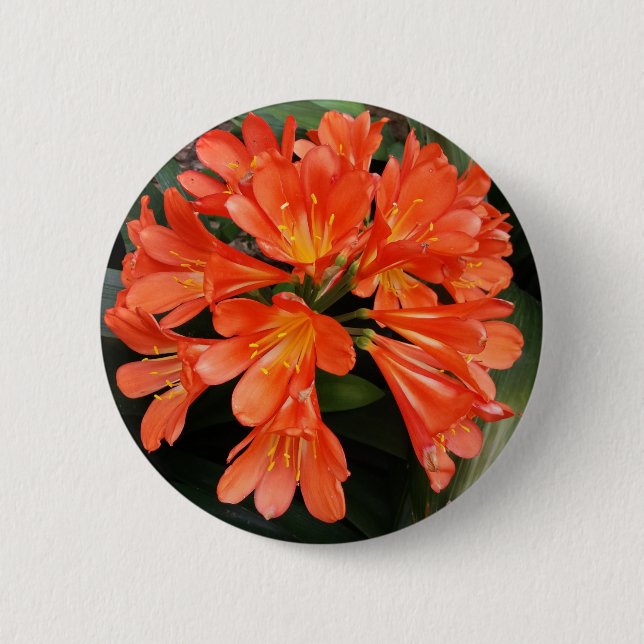 Bóton Redondo 5.08cm Clivia Miniata - A linda flor laranja (Frente)
