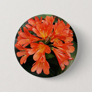 Bóton Redondo 5.08cm Clivia Miniata - A linda flor laranja