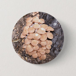 Bóton Redondo 5.08cm cogumelos de mel sem ferrão