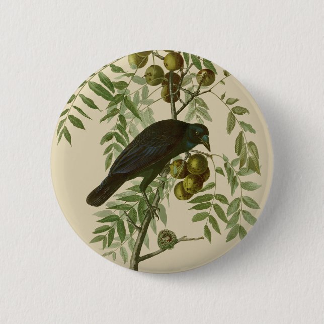 Bóton Redondo 5.08cm Corvo Americano Preto de Audubon (Frente)