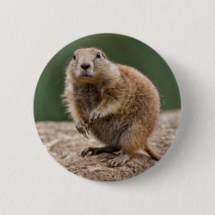 Bóton Redondo 5.08cm Crachá Curiosa Prairie Dog