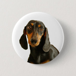 Bóton Redondo 5.08cm Dachshund bonito (Brown diminuto de cabelos
