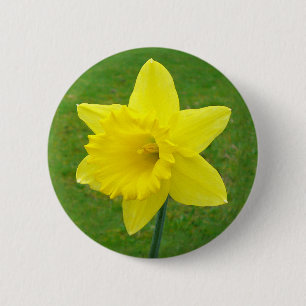 Bóton Redondo 5.08cm Daffodil de Galês