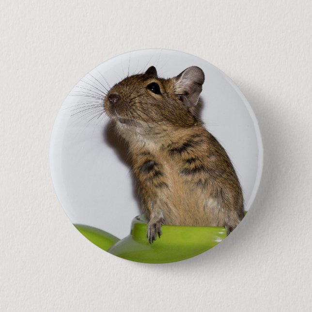 Bóton Redondo 5.08cm Degu na fotografia verde (Frente)