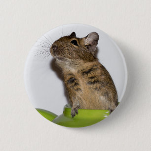 Bóton Redondo 5.08cm Degu na fotografia verde