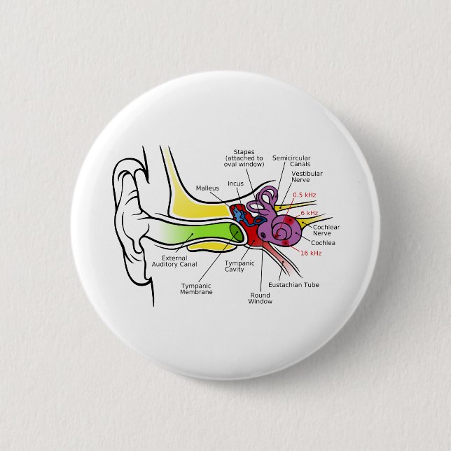 Bóton Redondo 5.08cm Diagrama auricular Humano com Mapeamento de Frequê (Frente)