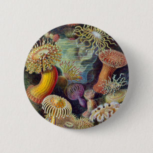 Bóton Redondo 5.08cm Ernst Haeckel - Actiniae