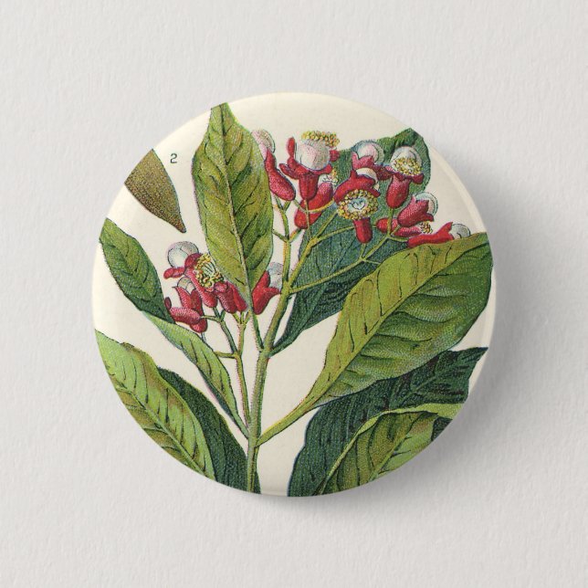 Bóton Redondo 5.08cm Ervas e especiarias alimentares vintage, planta de (Frente)