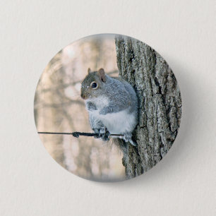 Bóton Redondo 5.08cm Esquilo cinza - Sciurus carolinensis
