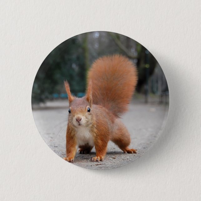 Bóton Redondo 5.08cm Esquilo vermelho (Frente)