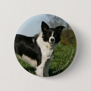 Bóton Redondo 5.08cm Estar de border collie