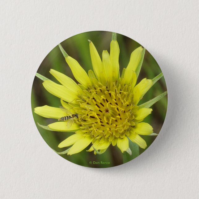 Bóton Redondo 5.08cm F41 Barba Amarela de Gordura (Frente)