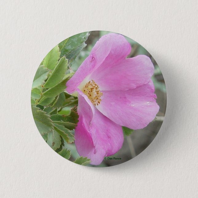 Bóton Redondo 5.08cm F4 Rosa Selvagem de Alberta (Frente)