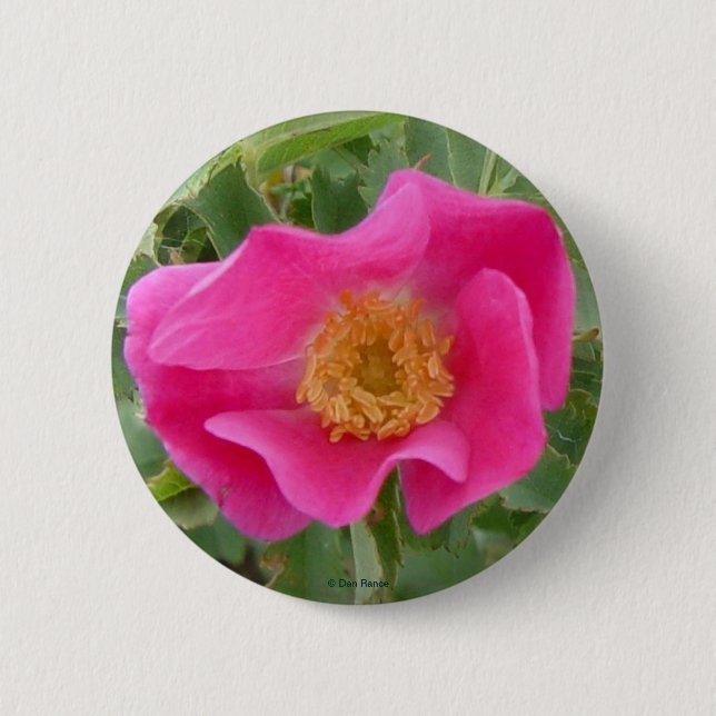 Bóton Redondo 5.08cm F4 Rosa Selvagem de Alberta (Frente)
