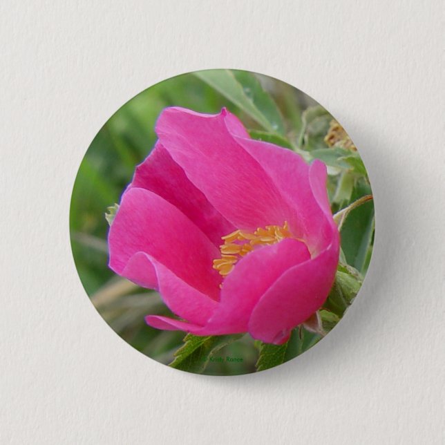 Bóton Redondo 5.08cm F7 Rosa Silvestre de Alberta (Frente)
