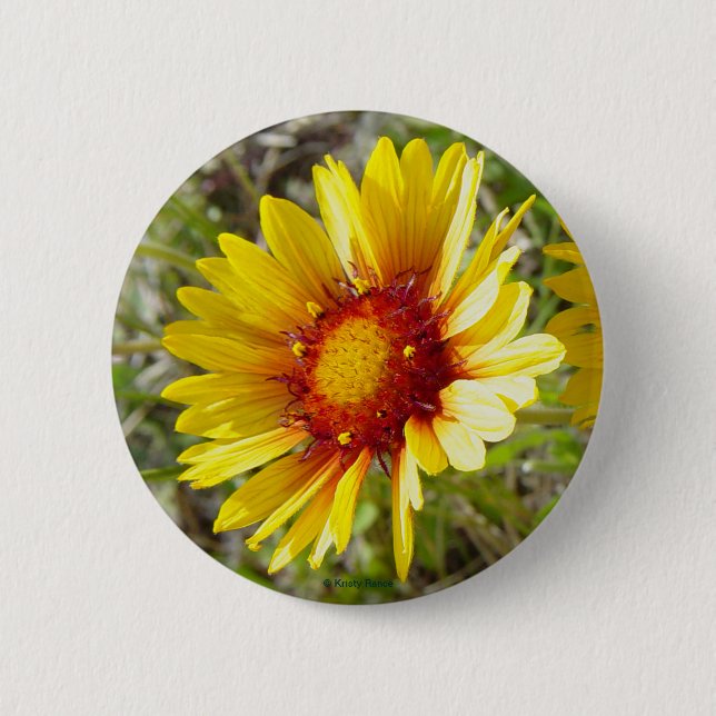 Bóton Redondo 5.08cm F8 Amarelas Flores Silvestres Gaillardia (Frente)