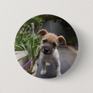 Bóton Redondo 5.08cm Filhote de Border Terrier Super Fofo