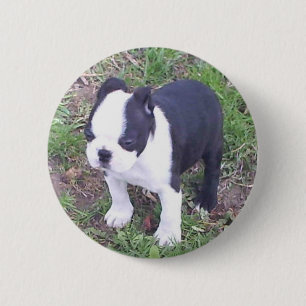 Bóton Redondo 5.08cm Filhote de cachorro de Boston Terrier
