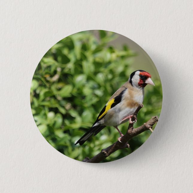 Bóton Redondo 5.08cm FInch (Frente)