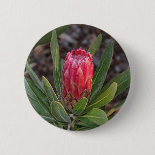 Bóton Redondo 5.08cm Flor do Protea com pingos de chuva