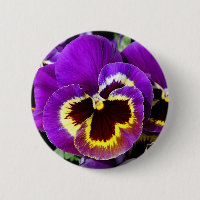 Flor roxa e amarela do amor perfeito
