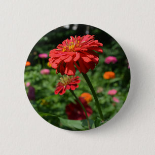 Bóton Redondo 5.08cm floral de margarida vermelha, jardim de flores ver
