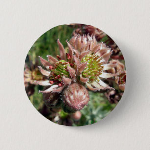 Bóton Redondo 5.08cm Flores (Sempervivum) e pintinhos