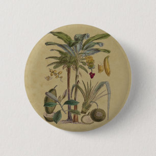 Bóton Redondo 5.08cm Fruta Tropical Botânica de Palm