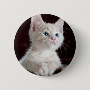 Bóton Redondo 5.08cm Gatinho branco