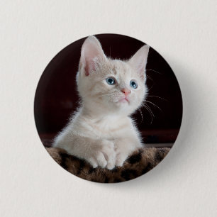 Bóton Redondo 5.08cm Gatinho branco super bonito