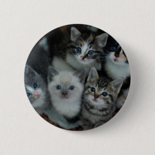 Bóton Redondo 5.08cm Gatinhos em uma cesta