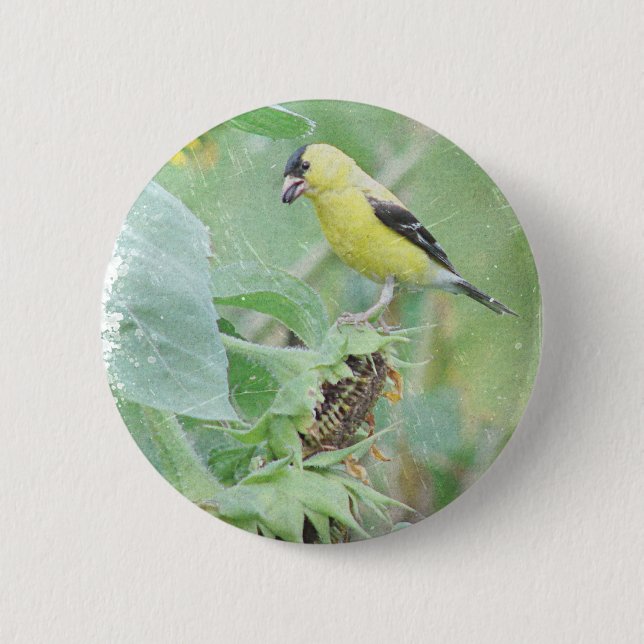 Bóton Redondo 5.08cm Goldfinch Grunge (Frente)