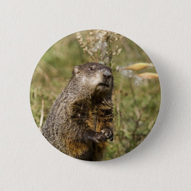Bóton Redondo 5.08cm Groundhog (Frente)