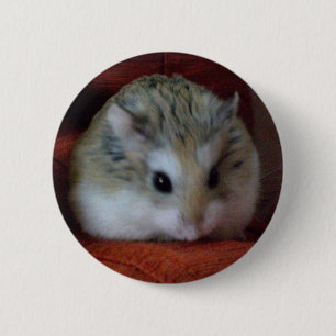 Bóton Redondo 5.08cm Hamster bonito em um botão - Hammy