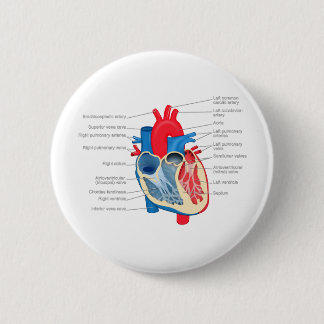 Bóton Redondo 5.08cm Heart_Anatomy