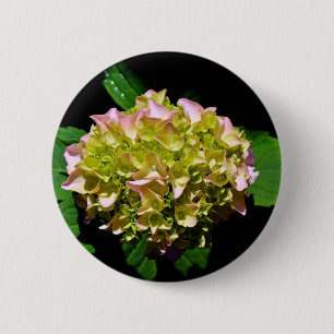 Bóton Redondo 5.08cm Hydrangea verde e rosa