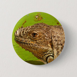 BÓTON REDONDO 5.08CM IGUANA
