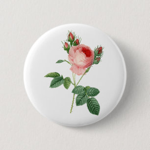 Bóton Redondo 5.08cm Ilustração botânica do vintage do rosa do rosa
