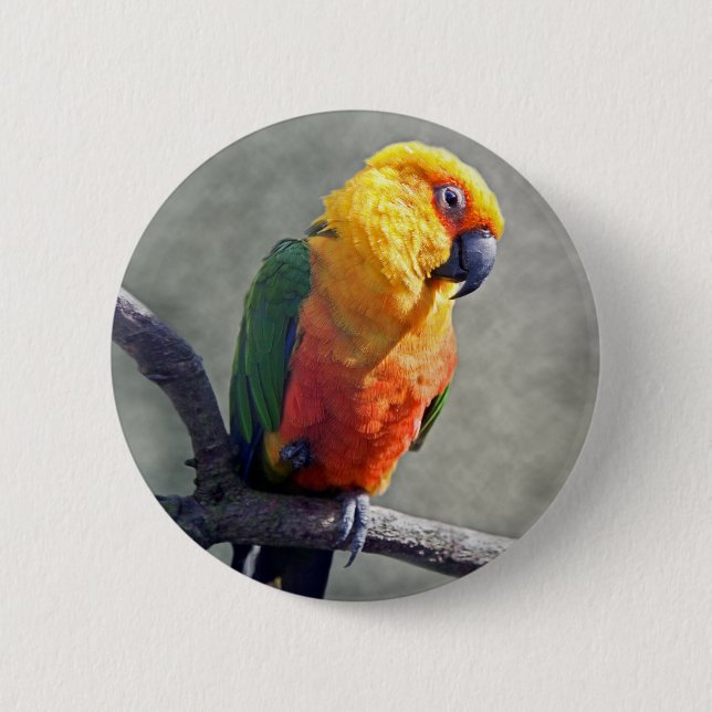 Bóton Redondo 5.08cm Insígnia de Jenday Conure (Frente)