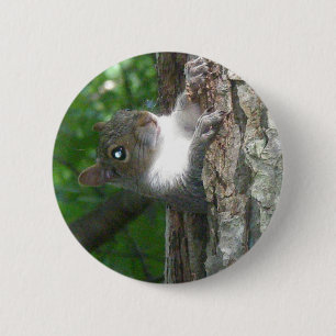 Bóton Redondo 5.08cm Itens de Esquilo de Cinzas orientais (Sciurus caro
