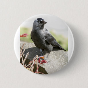 Bóton Redondo 5.08cm jackdaw.jpg