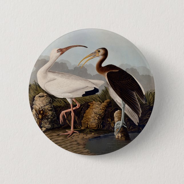 Bóton Redondo 5.08cm John James Audubon White Ibis Bird Print Classic (Frente)
