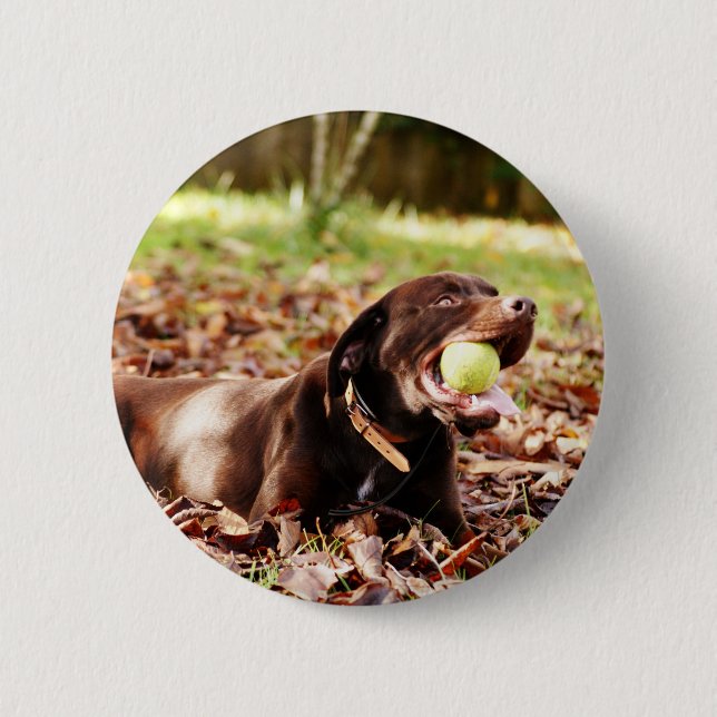 Bóton Redondo 5.08cm Labrador Chocolate Brincando Com Bola (Frente)