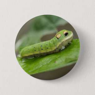 Bóton Redondo 5.08cm Lagarta-Borboleta Larva