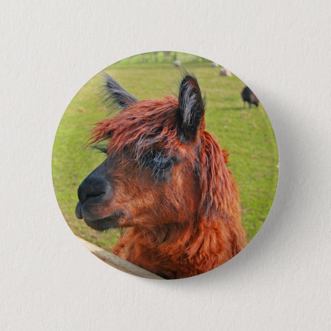 Bóton Redondo 5.08cm Lama do gengibre (Frente)