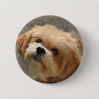 Lhasa Apso cão em um jardim