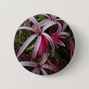 Bóton Redondo 5.08cm Lírio roxo de Crinum da rainha Emma