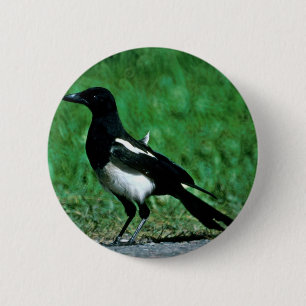 Bóton Redondo 5.08cm Magpie