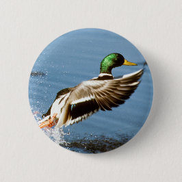 Bóton Redondo 5.08cm Mallard Drake Voa