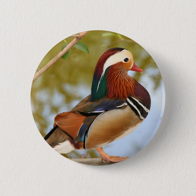 Bóton Redondo 5.08cm Mandarin Duck (Frente)